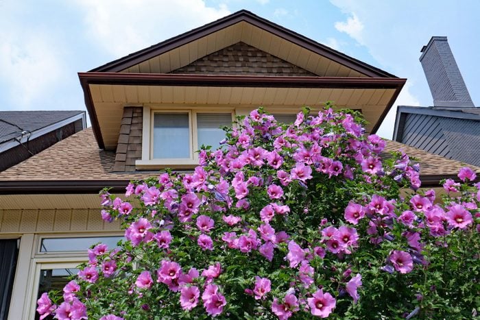 large Rose of Sharon in front of a house