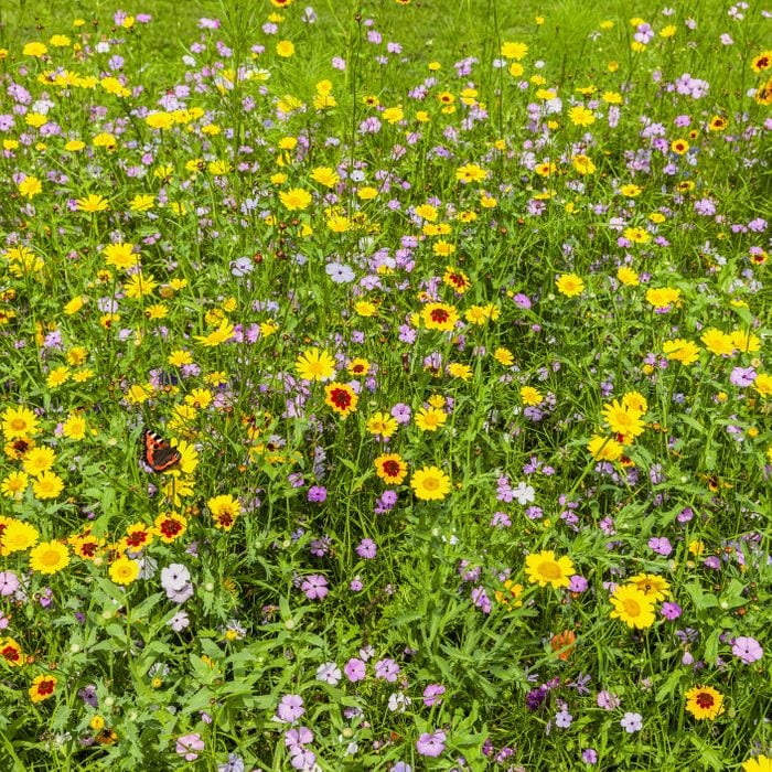 Wildflower meadow with colorful summer flowers
