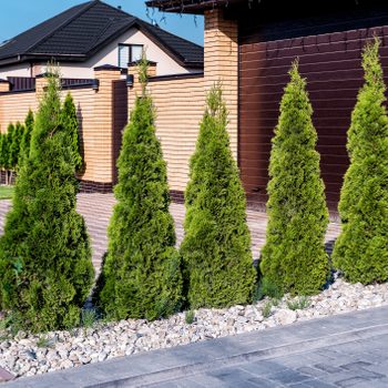 Decorative thuja are planted in a row