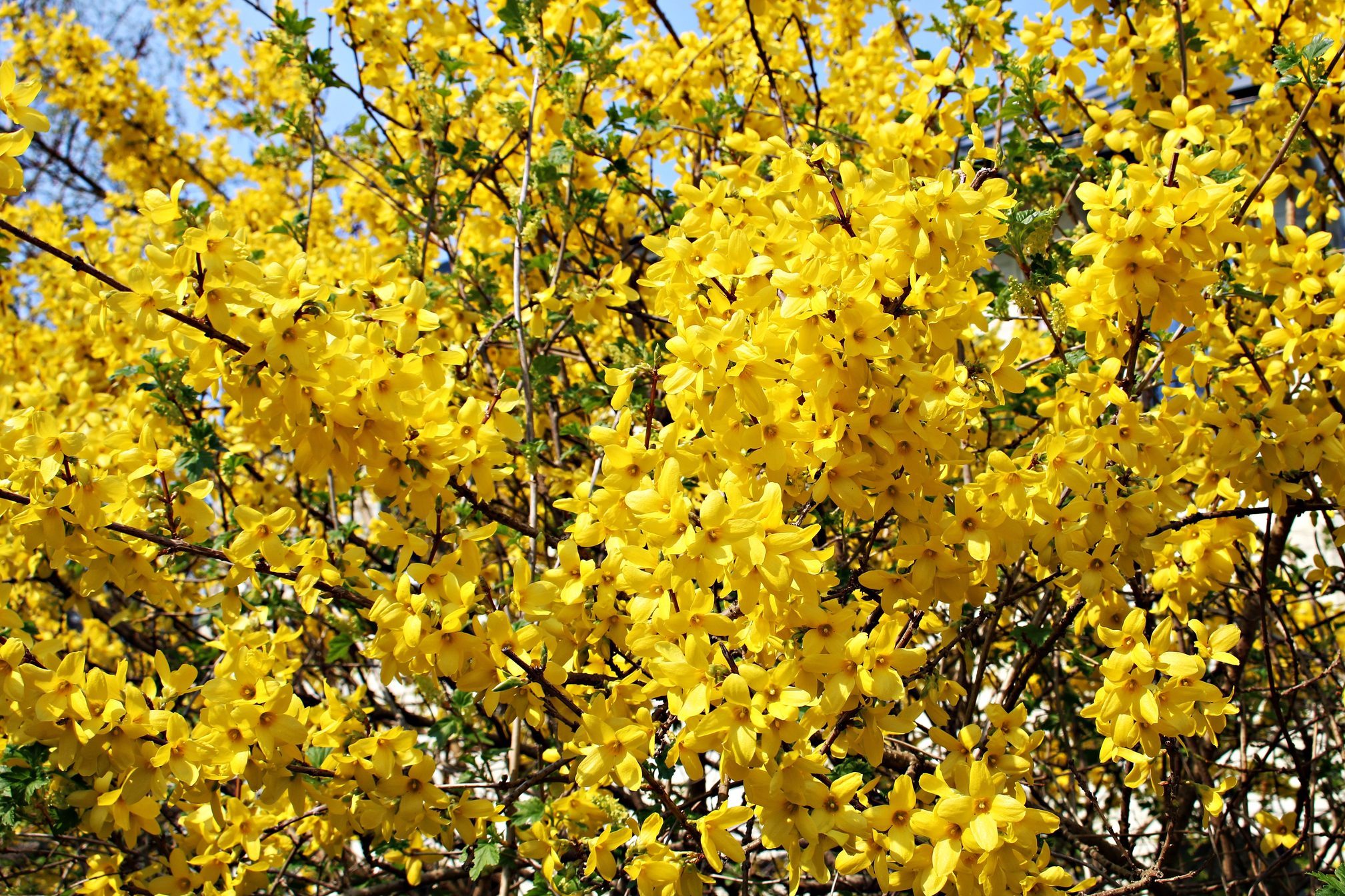 Forsythia bushes in city parks and streets bloomed with beautiful yellow flowers in spring