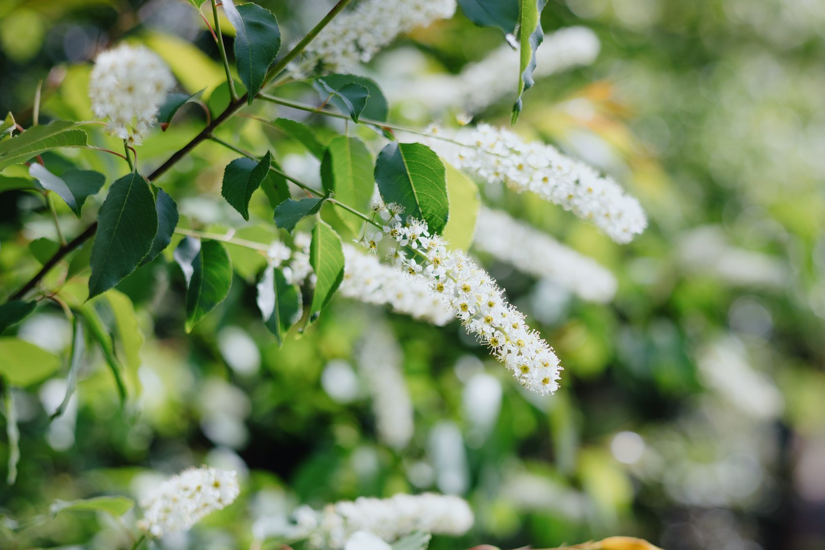 Chokecherry (Prunus Virginiana) in Bloom
