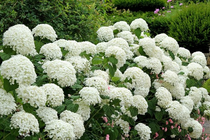 White Hydrangea arborescens 'Strong Annabelle' in flower
