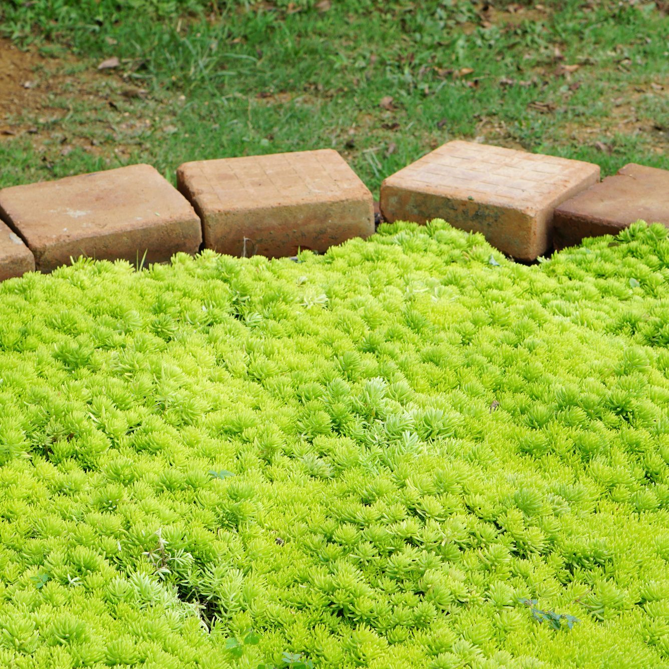 Gold Moss Sedum covered background or Sedum mexicanum seamless grass pattern is a surprising succulent, Native to Mexico, it is incredibly vigorous, very hardy and has intensely luminous foliage.
