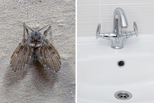How To Get Rid Of Small Flies In Your Bathroom.
