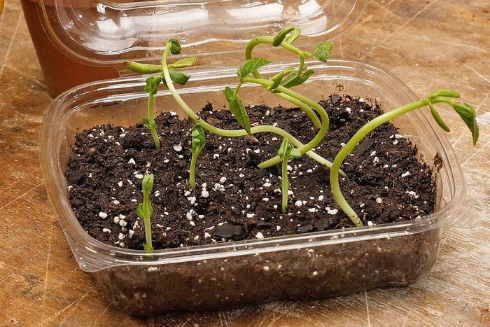 seeds growing in plastic box