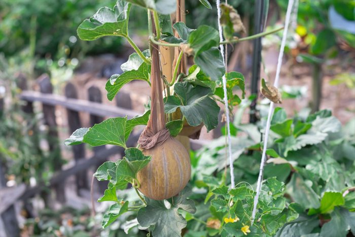Melons in a sling pantyhose trellising at organic garden