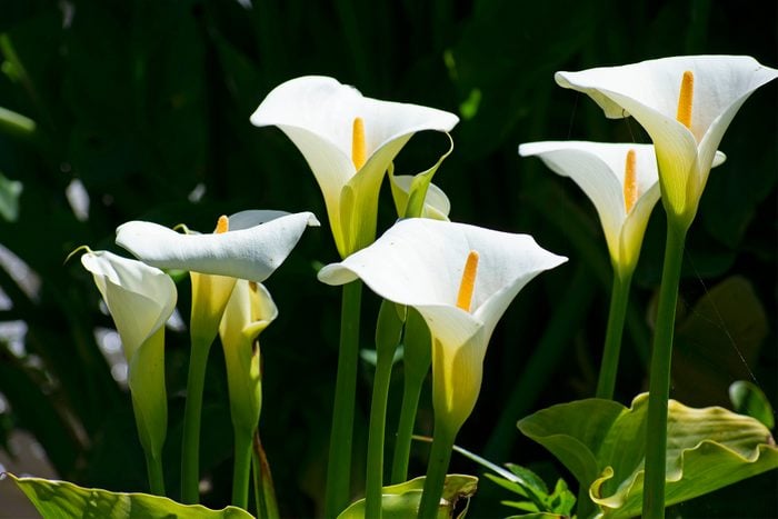 Calla Lilies Gettyimages 1320204018