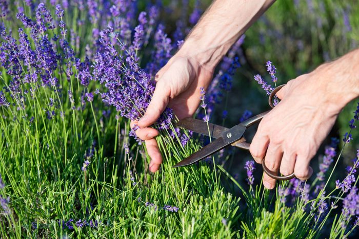 Lavender. Male hands cuts scissors lavender flowers. Hand touching lavender, feeling nature.