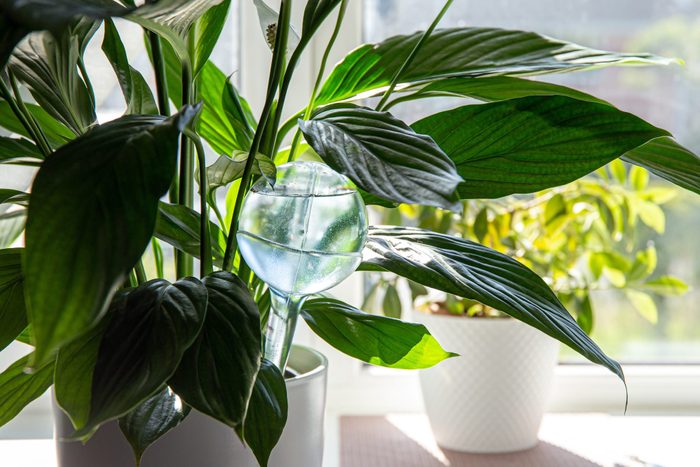 Round transparent self watering device globe inside potted peace lilies Spathiphyllum plant soil in home interior indoors, keeps plants hydrated during vacation period inside home.