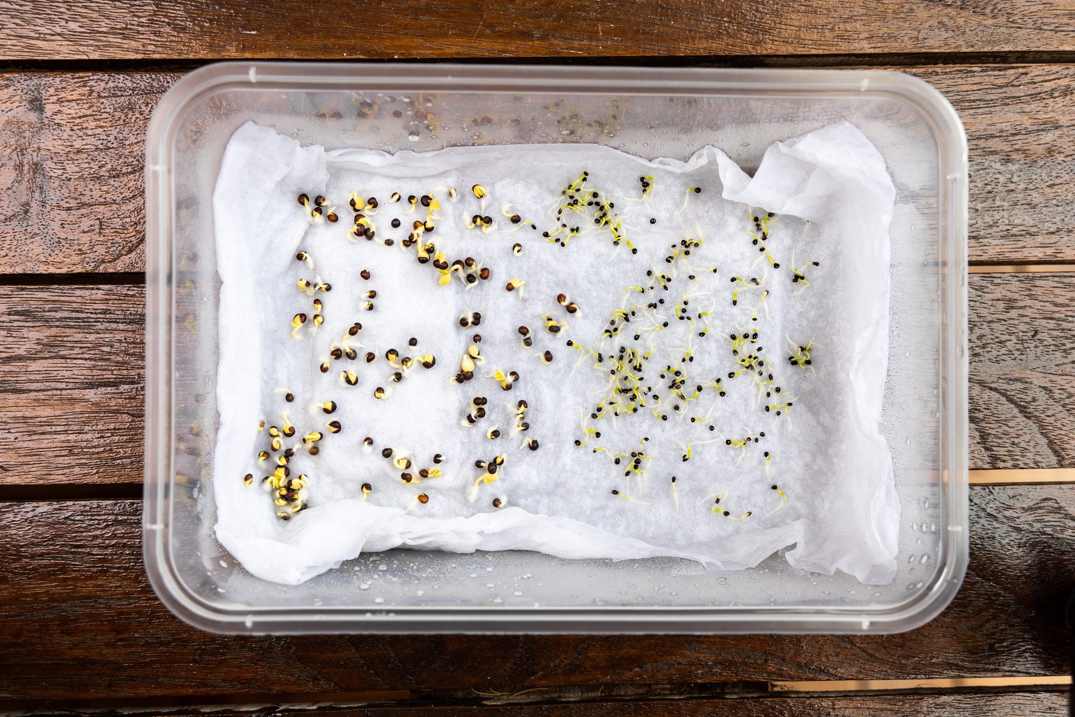 Seeds are placed in moist water soaked kitchen towel to germinate in container