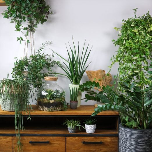 7 Indoor Garden Ideas To Elevate Your Home