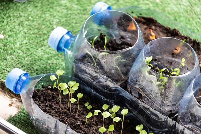 Seedlings in plastic bottles. Balcony gardening concept.