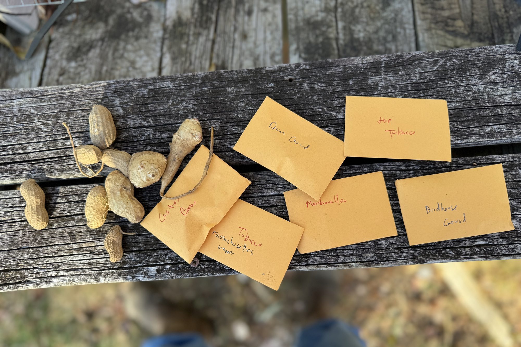 Various seeds and small manilla seed packets with hand writing on them lying on a rustic wooden bench.