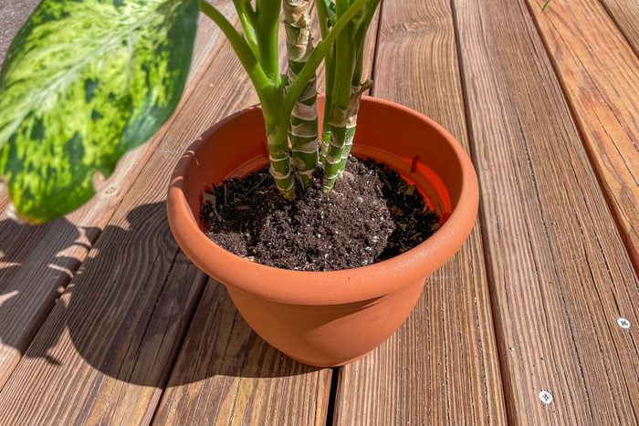 A potted plant with dirt in it.