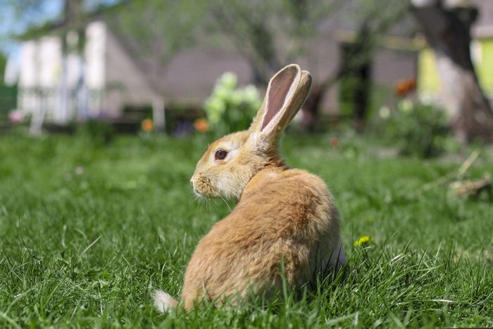 Rabbit sitting in backyard garden