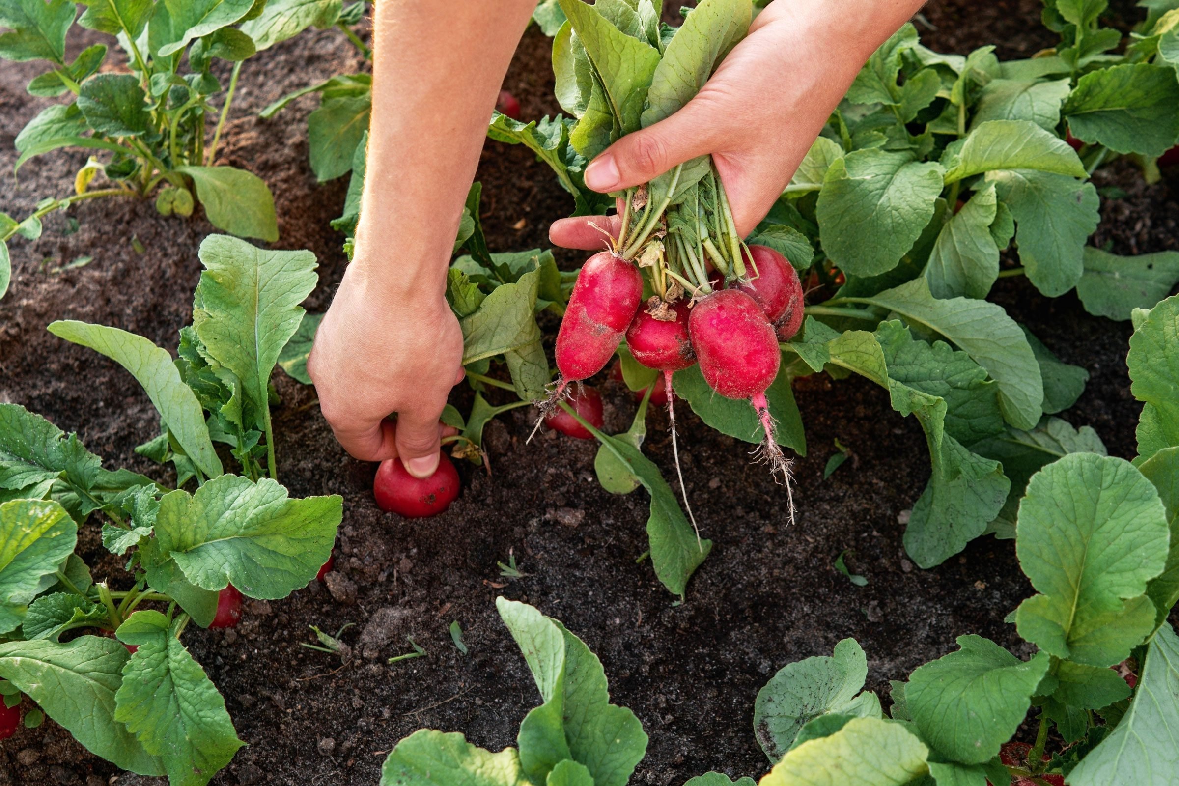 hand harvesting radishes from the garden