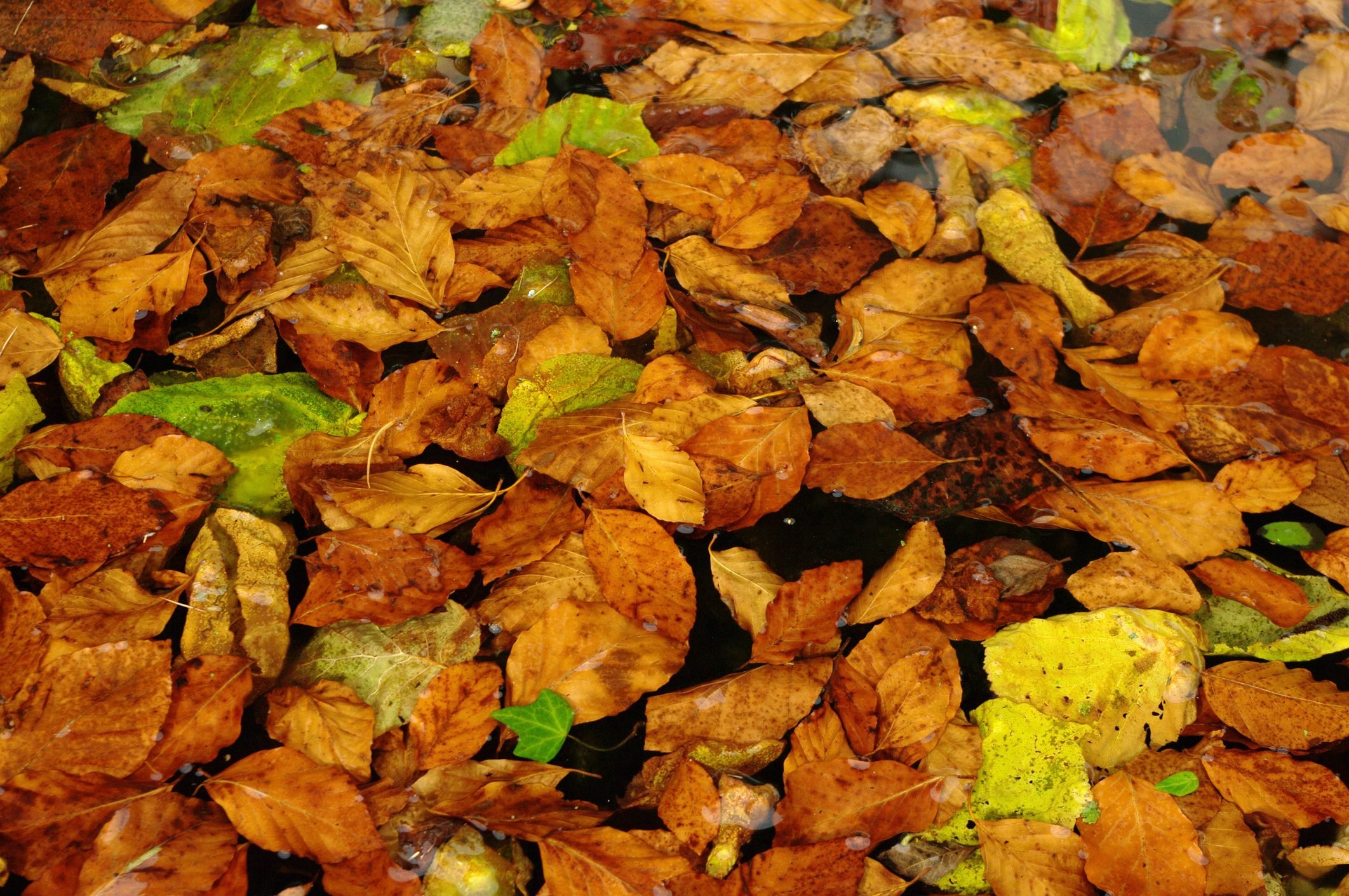 Europe, Germany, Bavaria: View Of Autumn Leaves Floating On Garden Pond