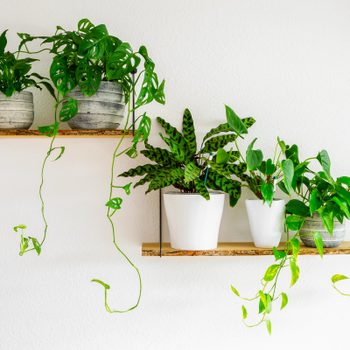 5 different potted foliage plants on floating shelves on a white wall to enhance the room