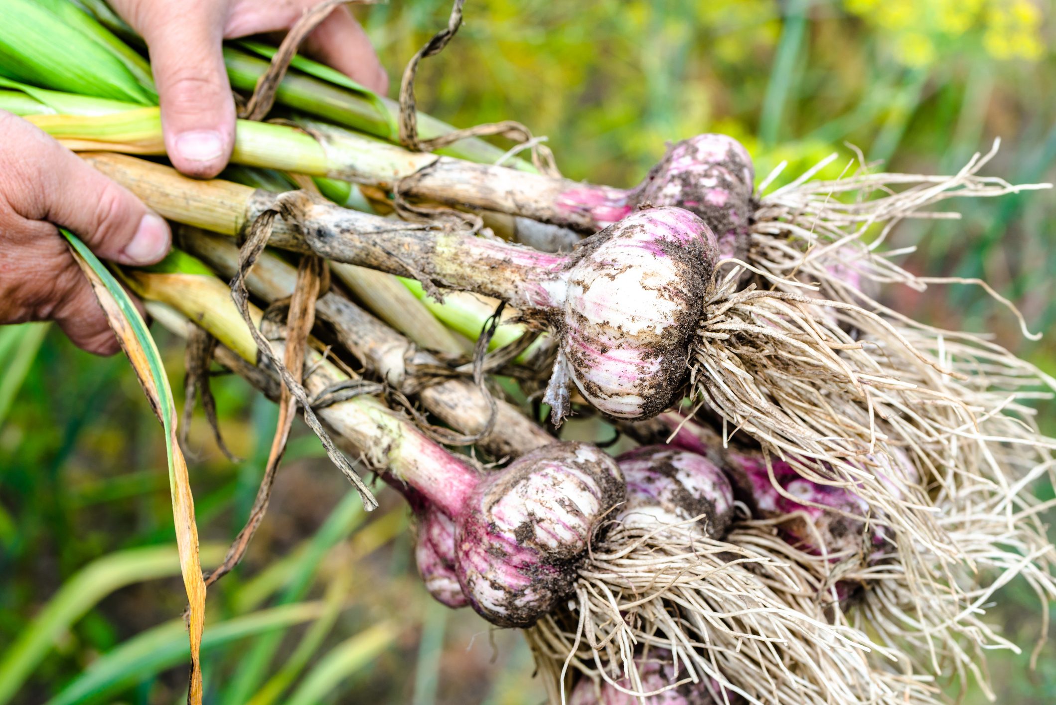 Harvesting garlic in the garden. Farmer with freshly harvested vegetables, organic farming concept.