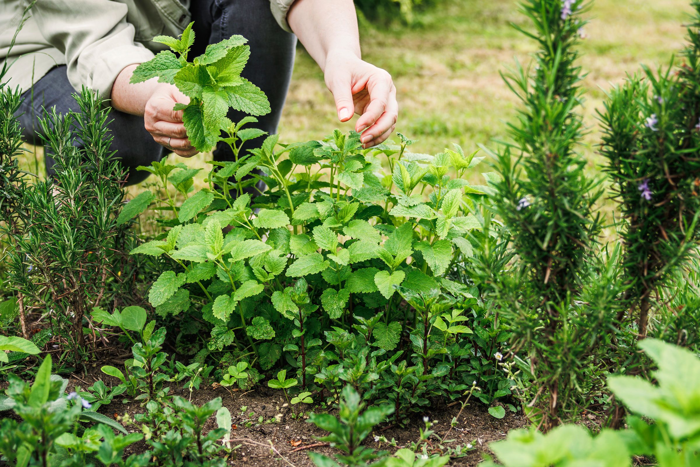 hand picking herbs in a garden